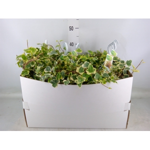Hedera helix 'White Wonder'