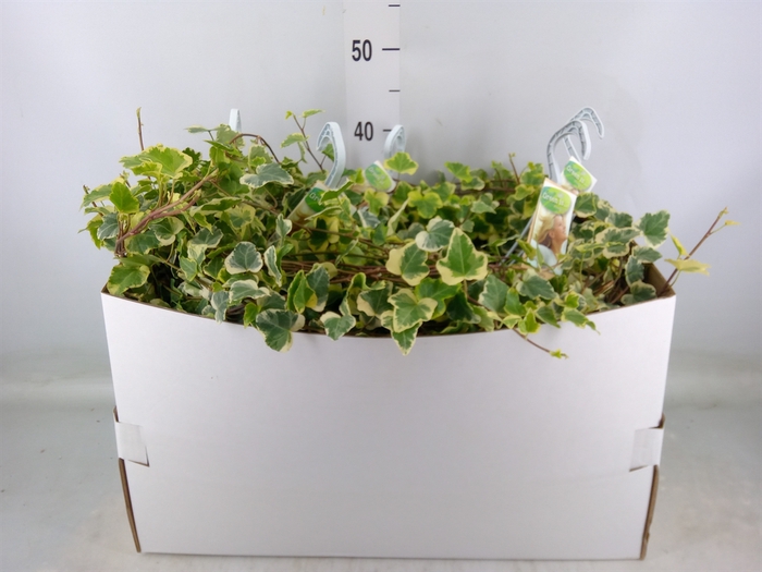 <h4>Hedera helix 'White Wonder'</h4>