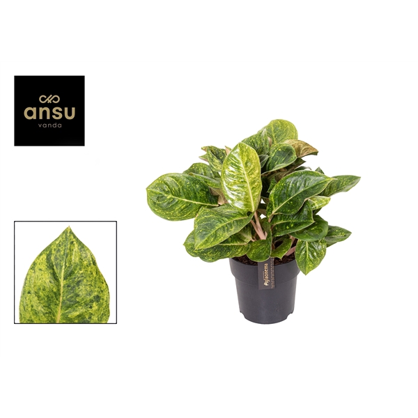 <h4>Aglaonema Apple Green</h4>