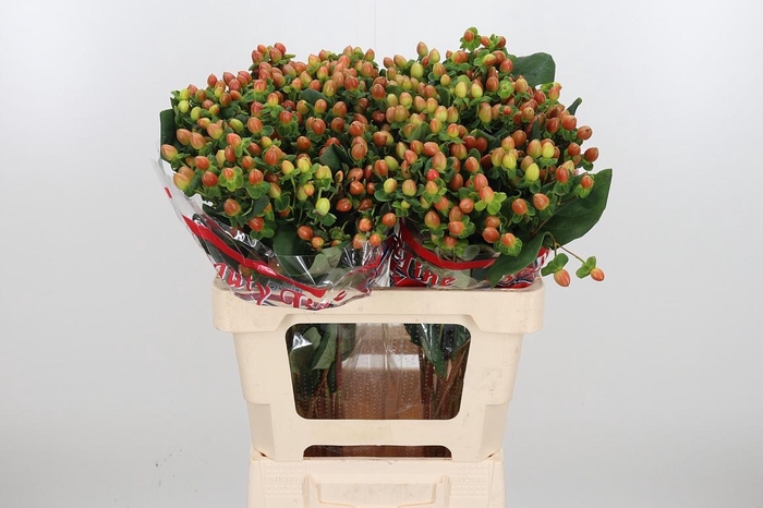 <h4>Hyp Globo Coral</h4>