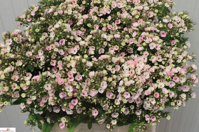 <h4>PHLOX P ORCHID YELLO</h4>