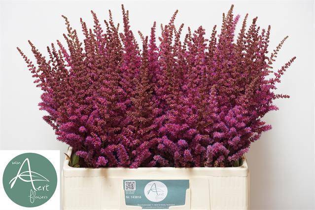 <h4>ASTIL MAGGIE DALEY</h4>