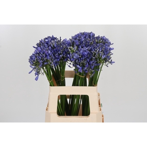Agapanthus Intermedia