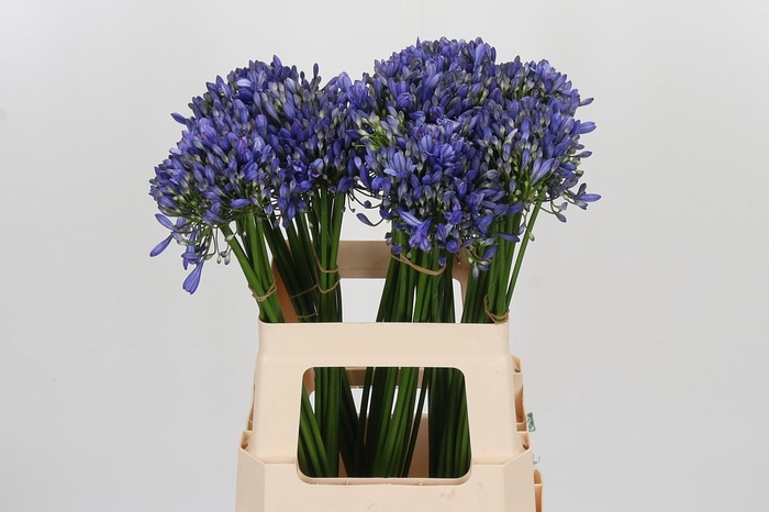 <h4>Agapanthus Intermedia</h4>