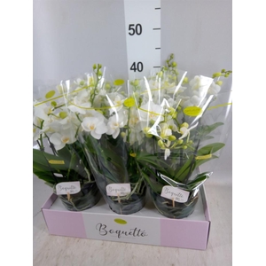 Phalaenopsis multi.   ...white