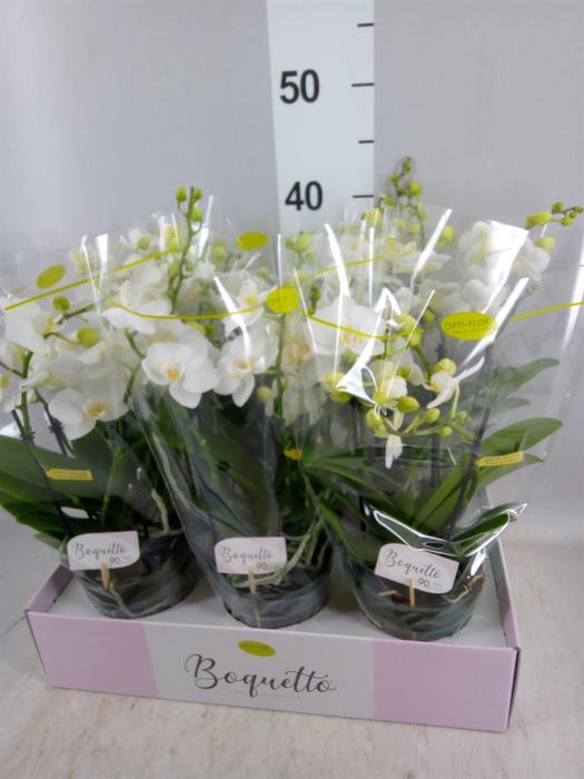 <h4>Phalaenopsis multi. ...white</h4>