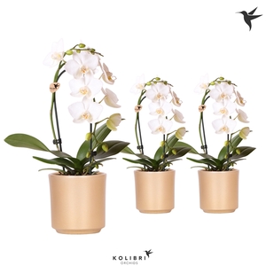 Kolibri Orchids Niagara fall white 1spike in Simplicity pot gold