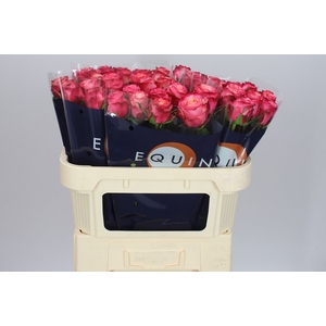 Rosa Gr Mai Tai