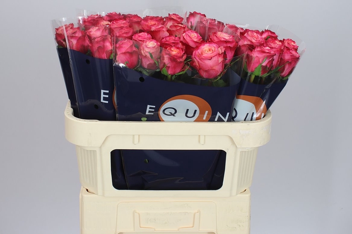 <h4>Rosa Gr Mai Tai</h4>