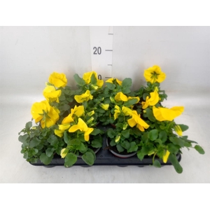 Viola wr. 'Matrix Yellow'