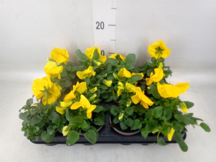 <h4>Viola wr. 'Matrix Yellow'</h4>