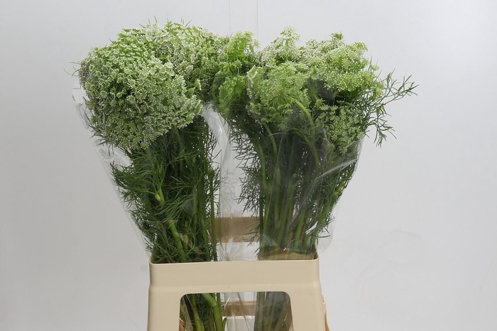 <h4>Ammi Visnaga</h4>