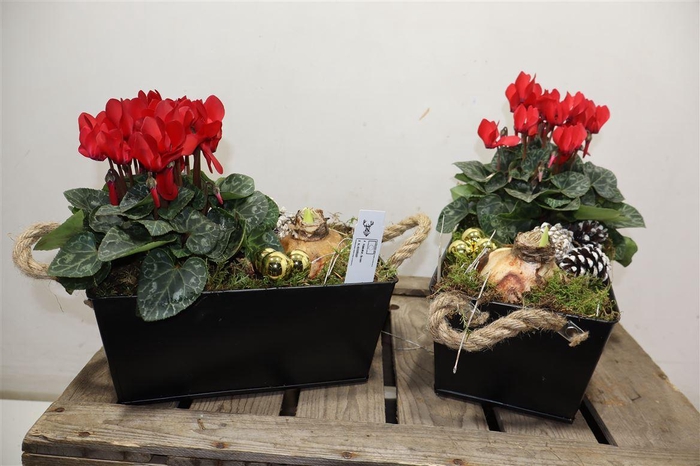 <h4>Arr Hippeastrum In Zwarte Zinken Bak</h4>