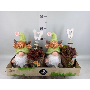 Arr.  Sempervivum L%