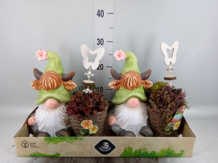 <h4>Arr. Sempervivum L%</h4>