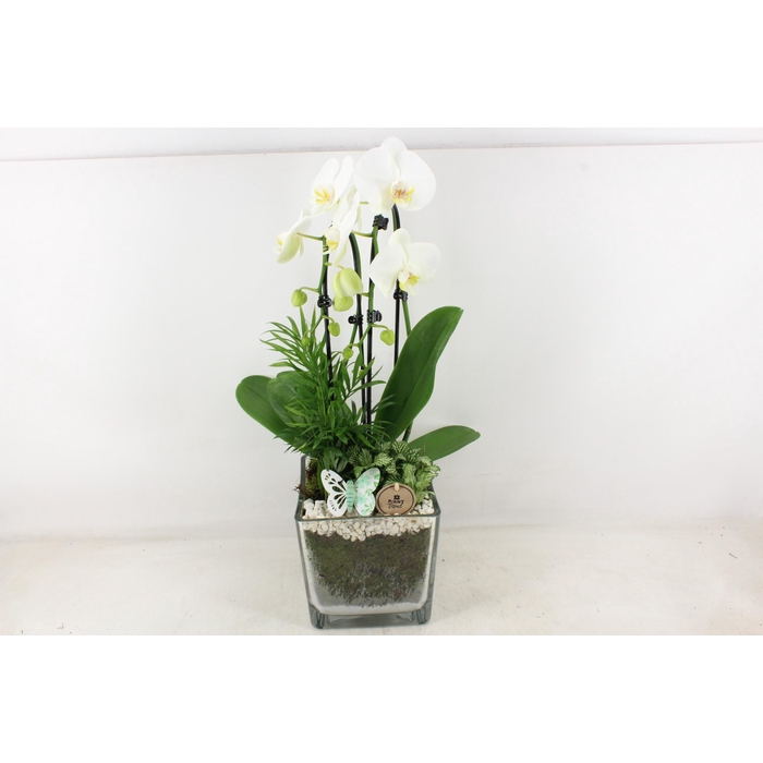 <h4>Arr2 Pl - Glas Pot 4kant Phal. Wit 968/2</h4>
