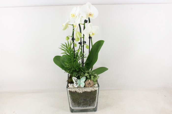 <h4>arr2 PL - Glas pot 4kant Phal. wit 968/2</h4>
