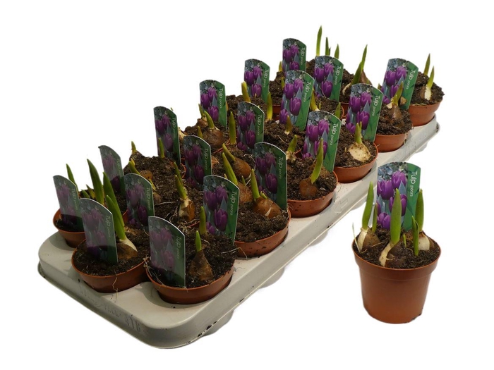 <h4>arr8 Tulp Paars</h4>