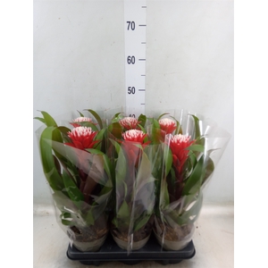 Guzmania  'Hope'