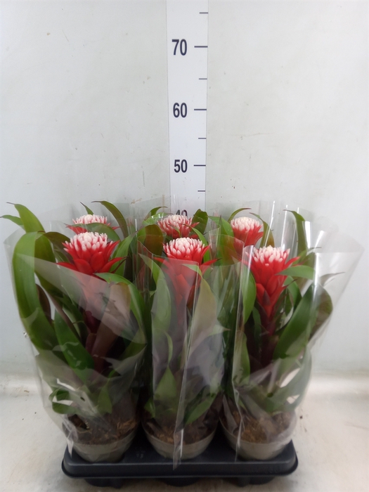 <h4>Guzmania  'Hope'</h4>