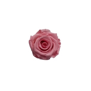 Rose Medium Pink Tender pres.