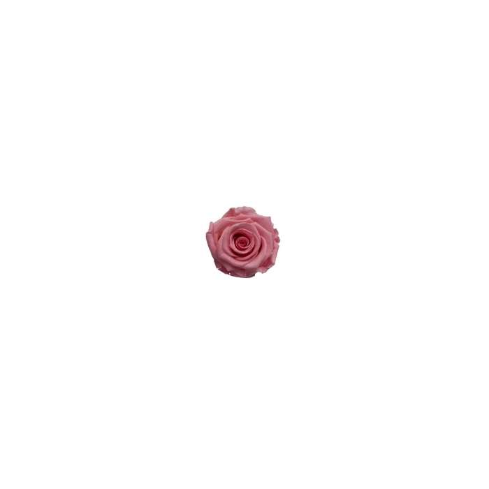 <h4>Rose Medium Pink Tender pres.</h4>