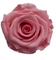 <h4>Rose Medium Pink Tender pres.</h4>