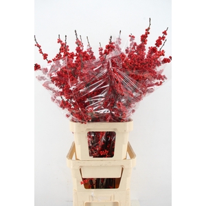 ILEX VE RODE BES 120CM XL