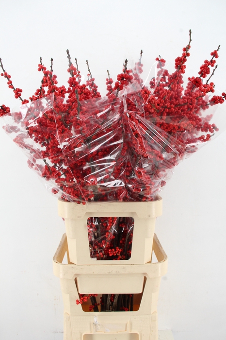 <h4>ILEX VE RODE BES 120CM XL</h4>