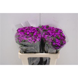Dianthus Br Am Neon Purple