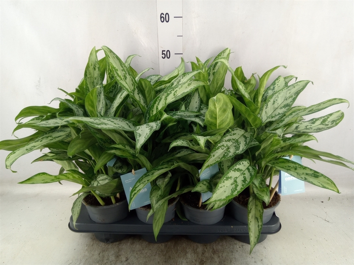 <h4>Aglaonema  'Silver Queen Compact'</h4>