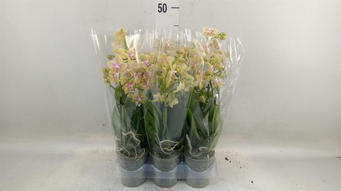<h4>Phalaenopsis multi.   ...yellow</h4>