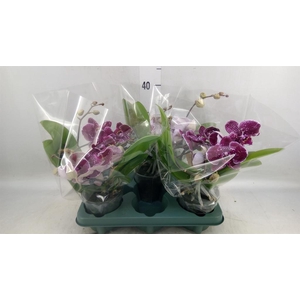 Phalaenopsis  'Muse Red'