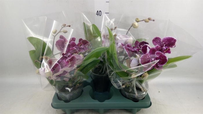 <h4>Phalaenopsis  'Muse Red'</h4>