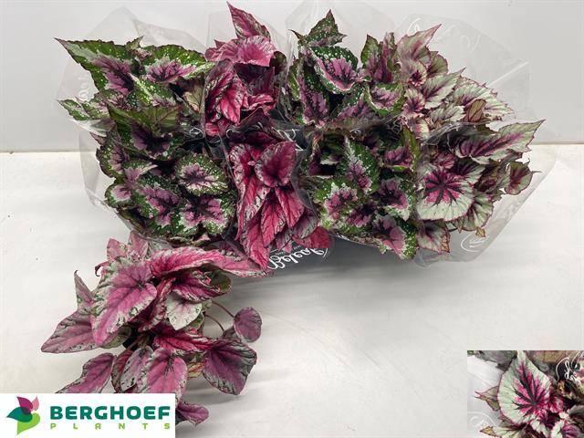 <h4>BEG BEL GEM</h4>