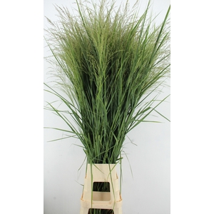 GRAS PANIC HEAVY METAL XXL