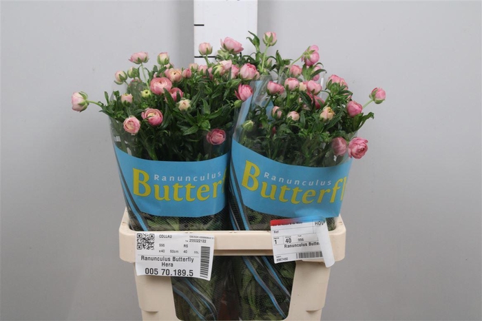 <h4>Ran Butterfly Hera</h4>