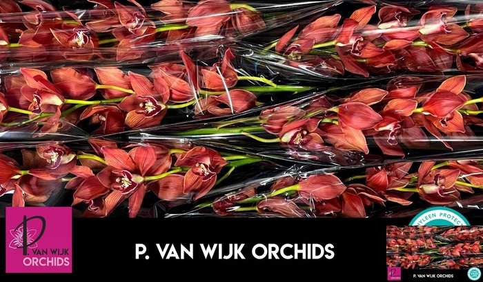 <h4>CYMB T FREDERICKA</h4>