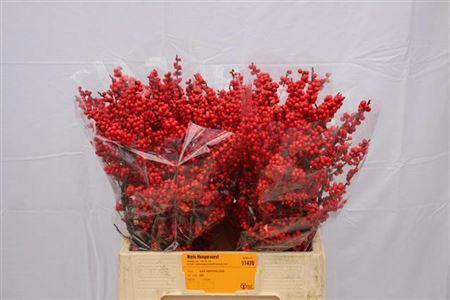 <h4>Ilex Ve Rode Bes</h4>