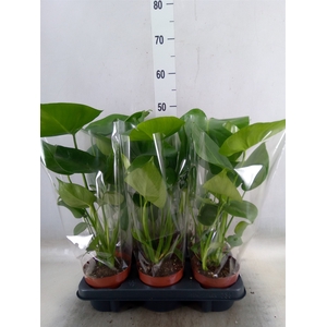 Monstera   ...