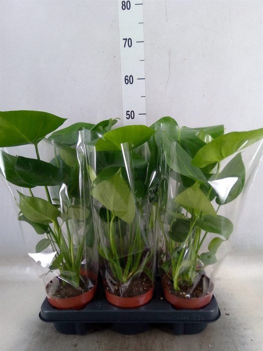 <h4>Monstera   ...</h4>