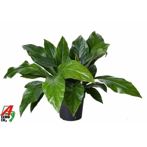 Anthurium El Jungle Bush 2 pp
