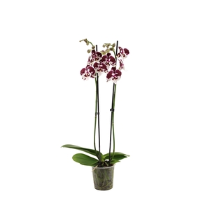 Phal Spider 2T16+