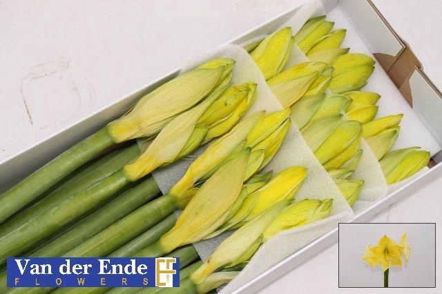 <h4>HIPP KLB H%</h4>