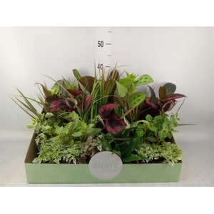 Planten  ..mix