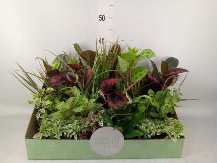 <h4>Planten  ..mix</h4>