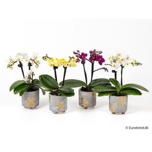 PHALAENOPSIS-HYBRID p6
