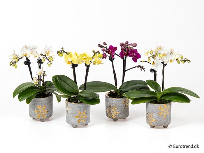 <h4>PHALAENOPSIS-HYBRID p6</h4>