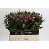 Paeonia Red Sarah