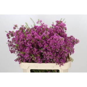 Chamelaucium Mars